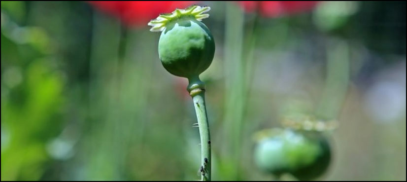 Afghanistan, poppy cultivation grows, Taliban ban, UN