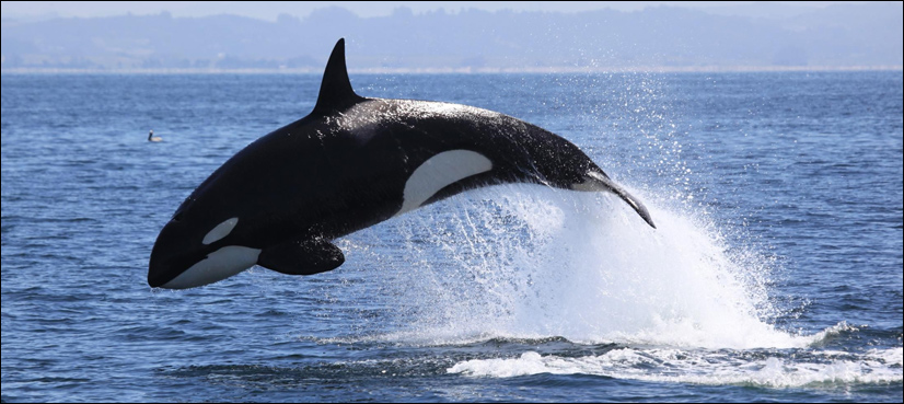 killer whale