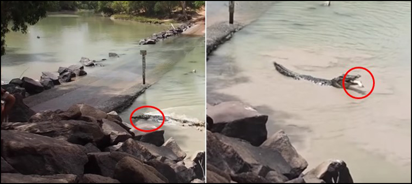 Crocodile fisherman catch