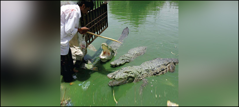 Mangho Pir crocodiles Karachi shrine