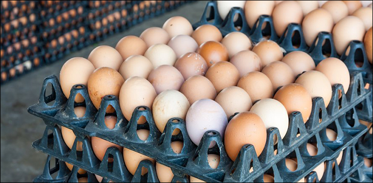 lhc chicken eggs prices
