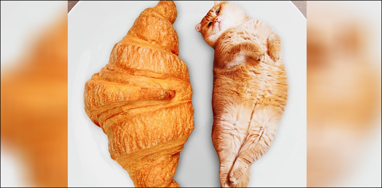 You can't un-see these adorable cat photos