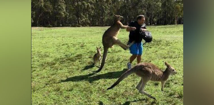 Australia kangaroo