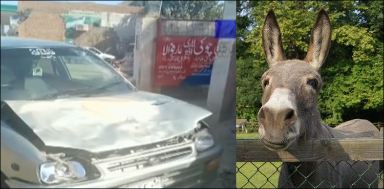 donkey