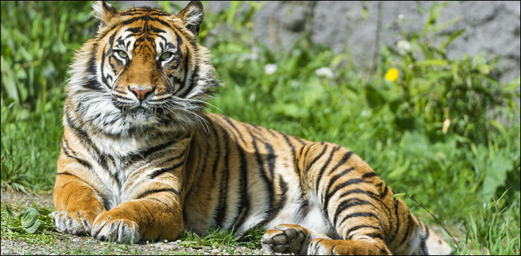 fisherman fights tiger