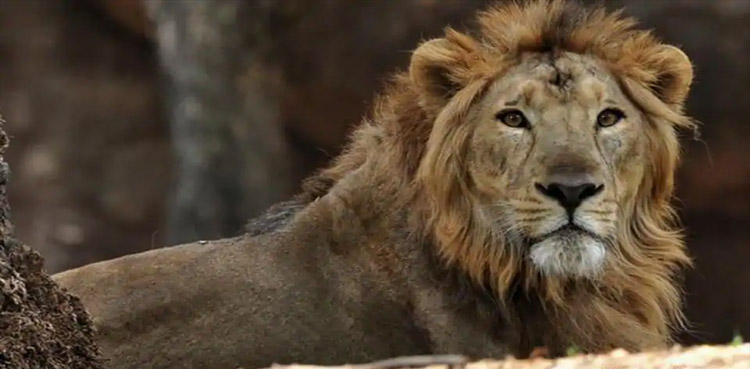 lion attack, shephard, jungle, Battagram