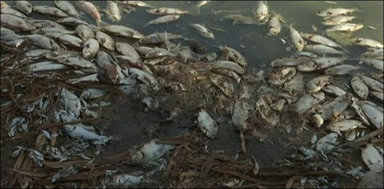 dead fishes