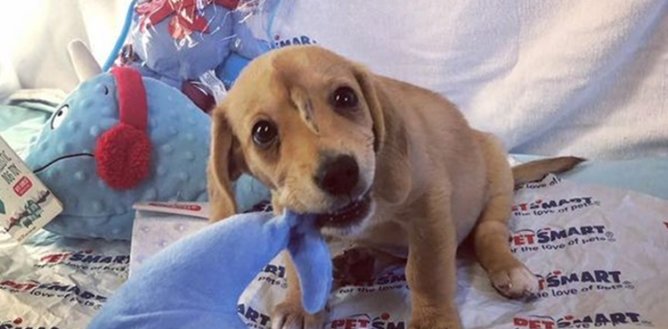 Unicorn puppy with tail on his head