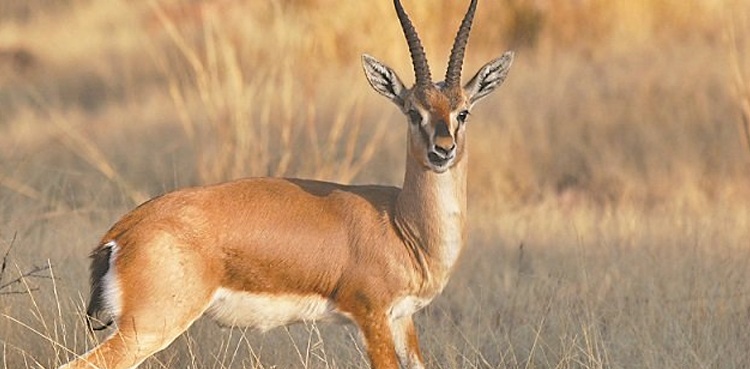dadu deer hunt remand