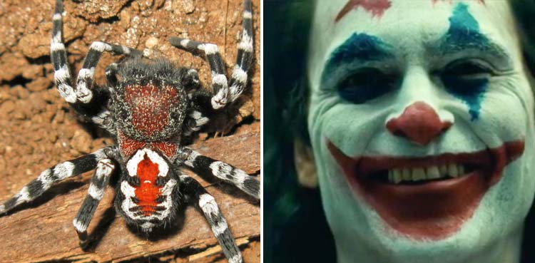 spider , Joaquin Phoenix, Joker