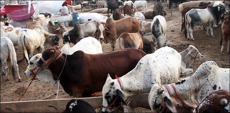mandi, cattle market, Eid al Adha,