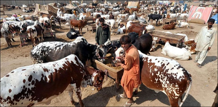 mandi, cattle market, Eid al Adha,