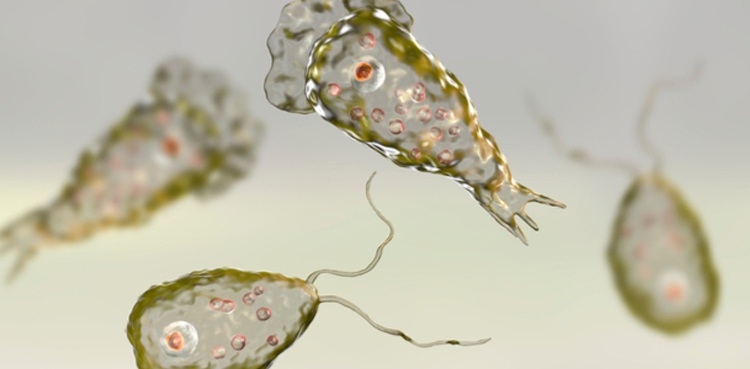 Naegleria, Karachi, Loss of life,