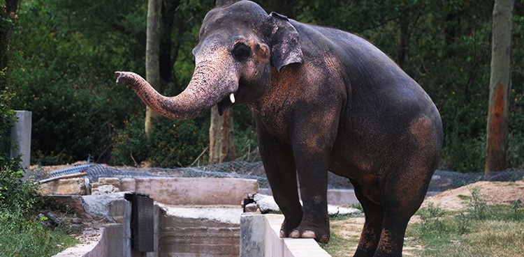 Kaavan Elephant-cambodia-malik amin aslam