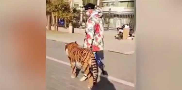 tiger, dog, China,dye