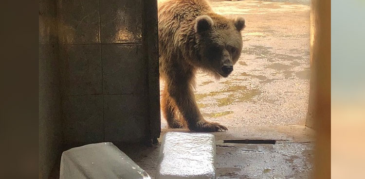 Bear-karachi-zoo-sindh-high-court-RANO