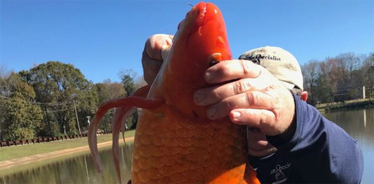 goldfish, discovery, lake, US