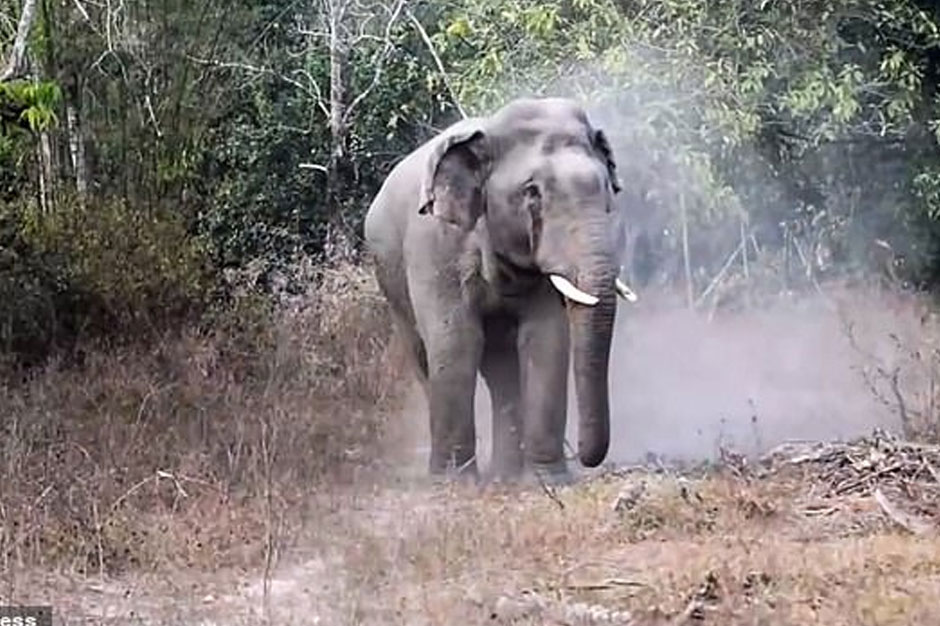 elephants, poacher, national park, south africa