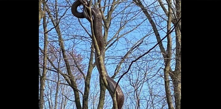 snake-spotted-tree-public-park