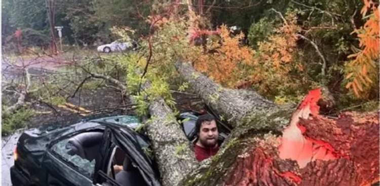 lightning car tree struck survives