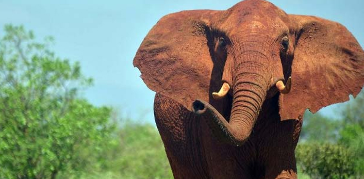 India, elephant captured, six killed