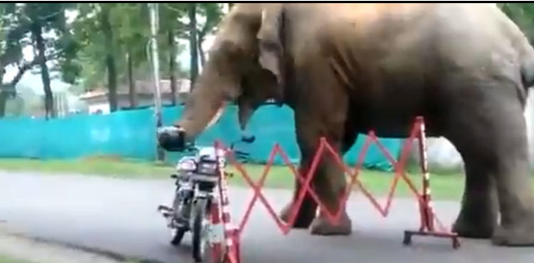 elephant eats helmet viral