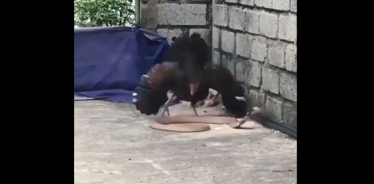 hen snake fight