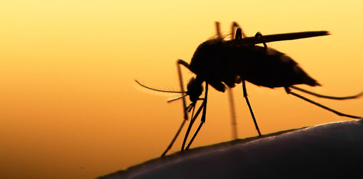 islamabad dengue fever