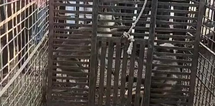 monkeys, dogs, 250 dogs, india