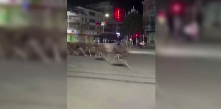 ostriches free, run on streets, flock of ostriches, Viral