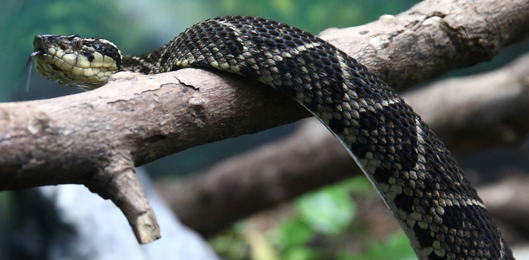 snakebite, brother, hours