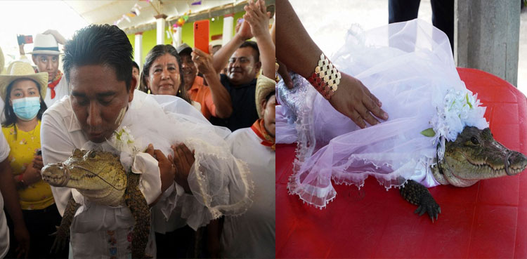alligator-bride,-mexico-,-mayor