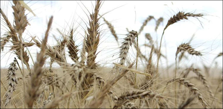wheat, damaged, flash floods, PASSCO