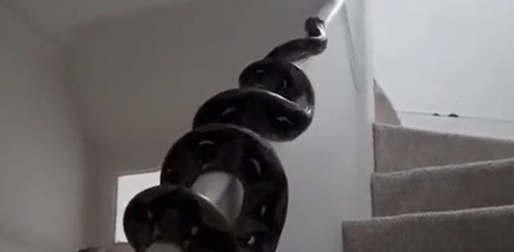 Viral video, huge python, huge python on staircase