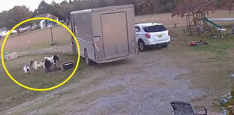 viral video, video, viral, goats, delivery truck, Goats faint