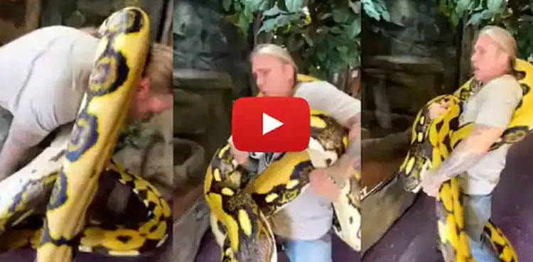 20-foot-long python, squeezes handler, video