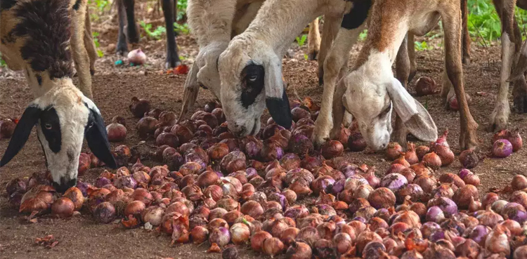 indian farmer, earns Rs2, onions