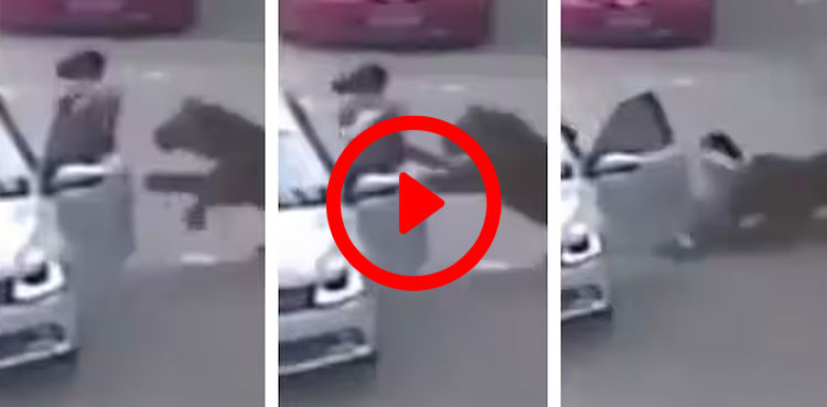 tiger, woman, viral video, viral, video, horrific video