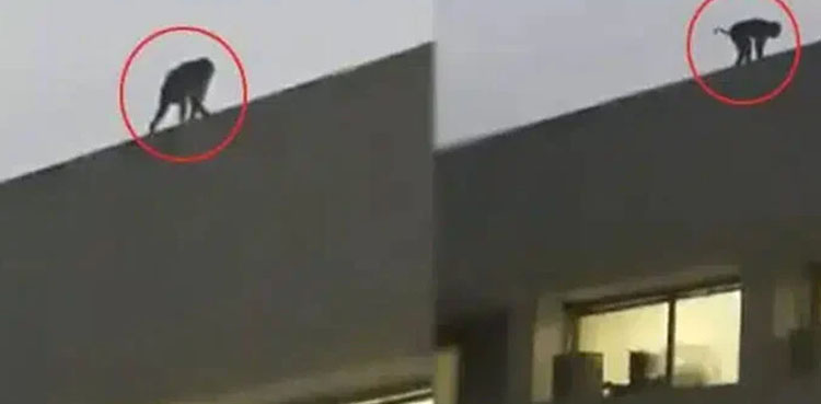 Video Monkey parliament house