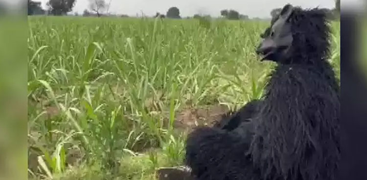 farmers bear costume, bear costume, monkey, crops, viral