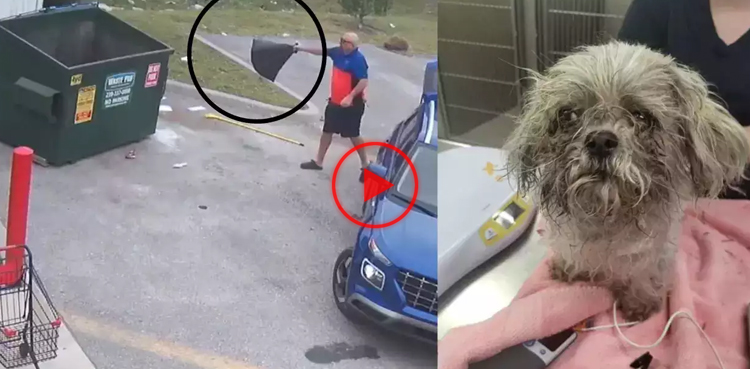 pet dog, dog, video, viral, viral video, dog vido, united states, florida, man throws dog, man throws dog into dumpster, dog rescue,