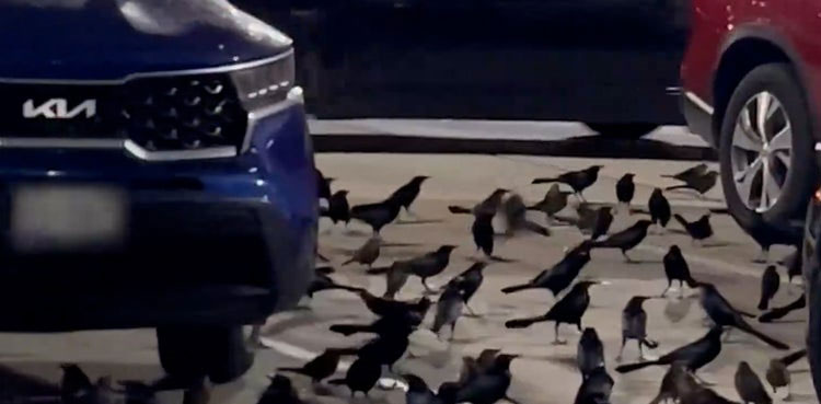 Viral video, flock of black birds, takes over parking lot,