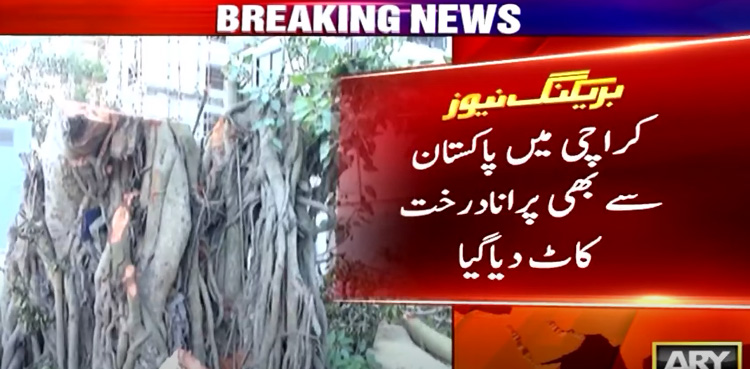 Banyan trees, illegally cut down, Karachi