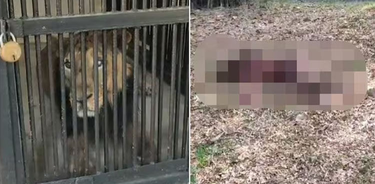 Man mauled by Lion, mauled to death