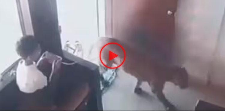 leopard, viral, video, viral video,