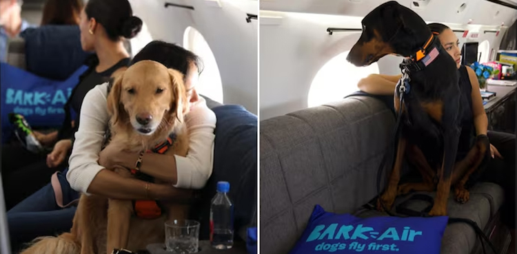 US airline, launches, world, dog-friendly flights, world's first dog-friendly flights