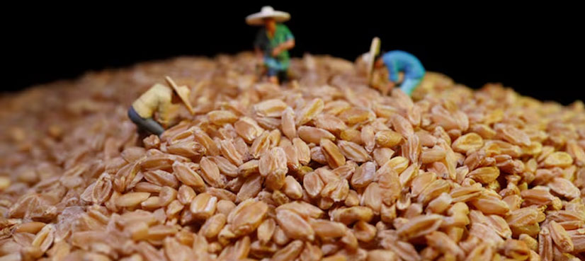 NAB closes probe, wheat scandal