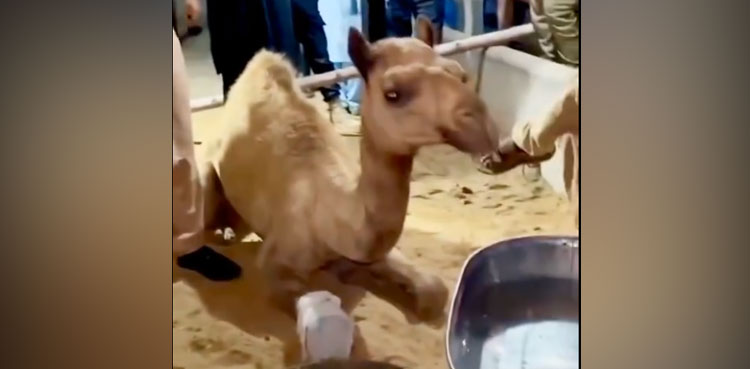 Sanghar camel, Sanghar camel accused bail