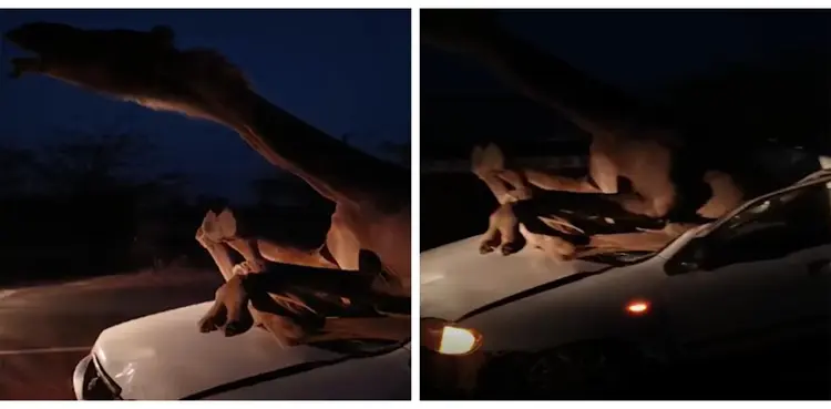 viral, camel, car, video,