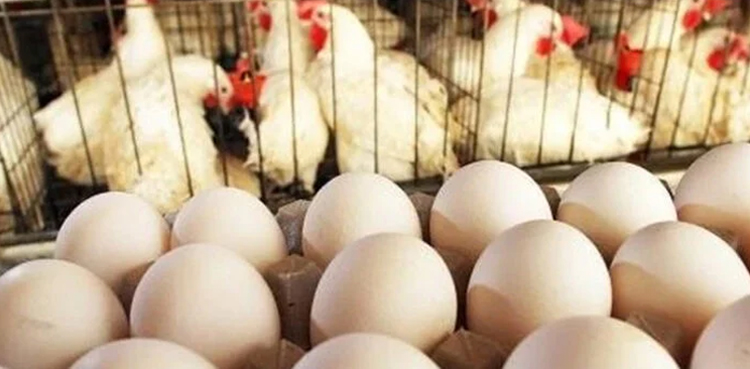 Chicken price, eggs price, Likely to increase